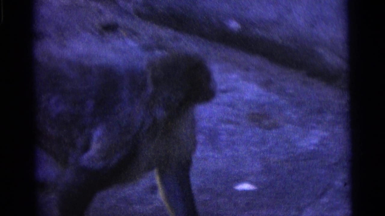 A monkey appears to lean or step forward on the zoo enclosure floor, with soft focus and a blue-purple 8mm cast.