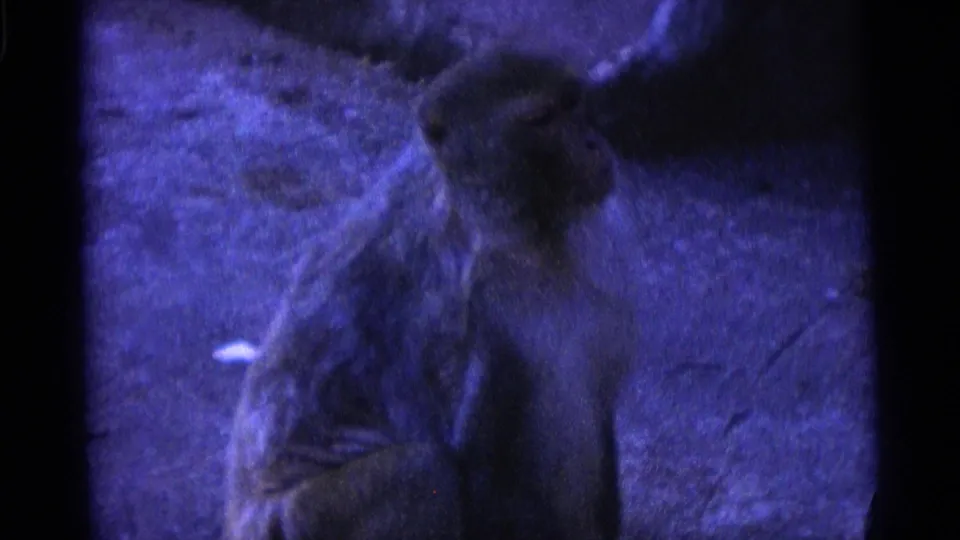 The monkey is seen from behind or the side inside the Camden zoo enclosure, framed by dark borders and purple-blue 8mm color.
