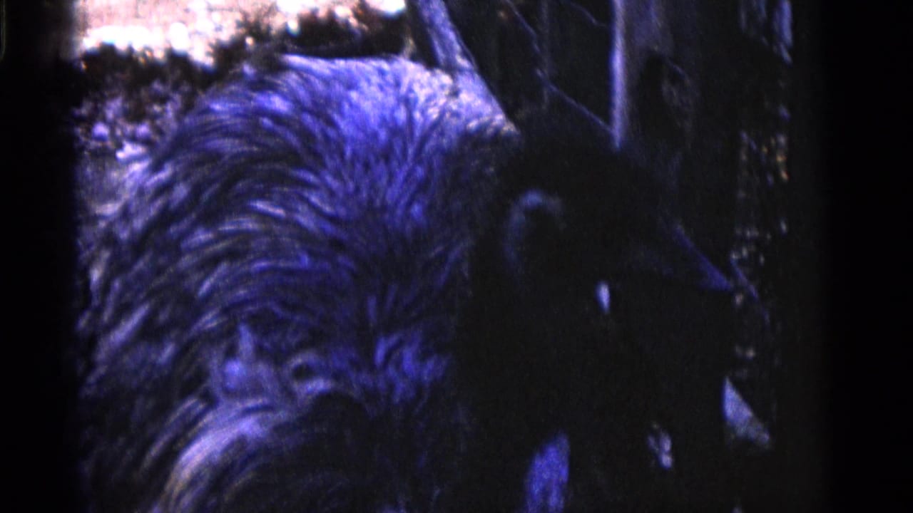Dark ostrich near a wire enclosure in grainy blue-tinted film.