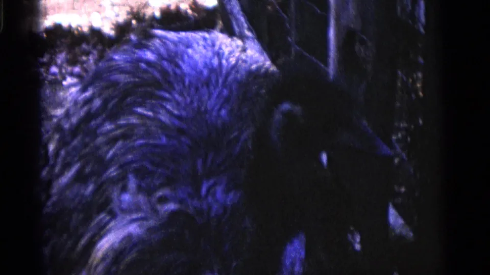 An ostrich stands close to the camera near zoo fencing in 1961 Camden, New Jersey 8mm footage.