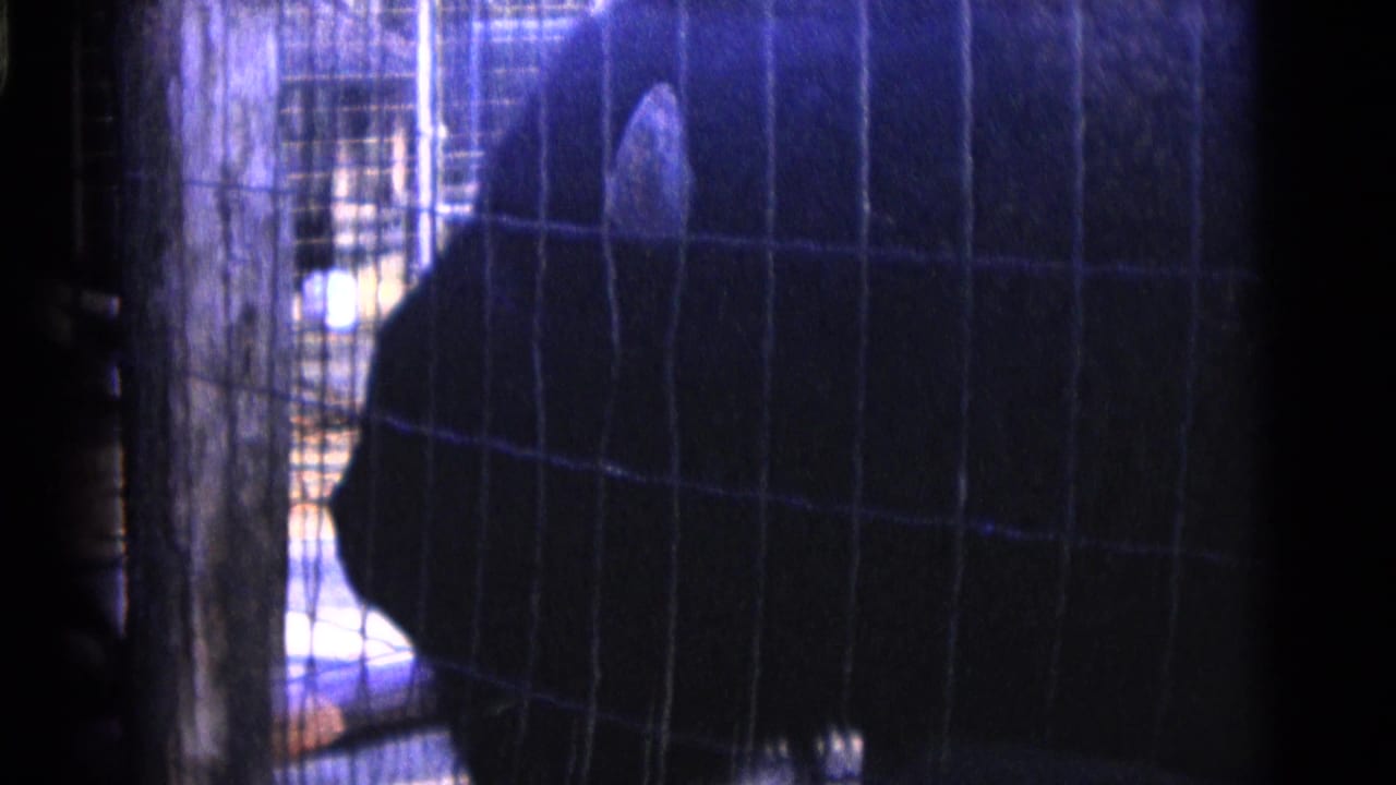Large dark bird behind wire mesh beside wooden enclosure posts.