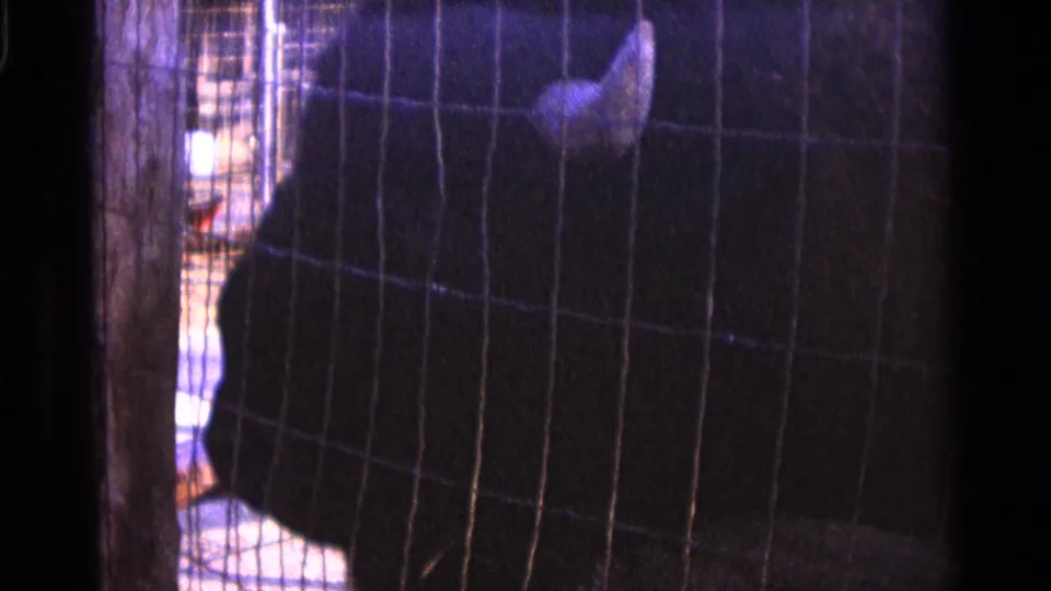A close, partially obscured view through zoo fencing shows a dark ostrich-like animal in Camden 8mm footage.