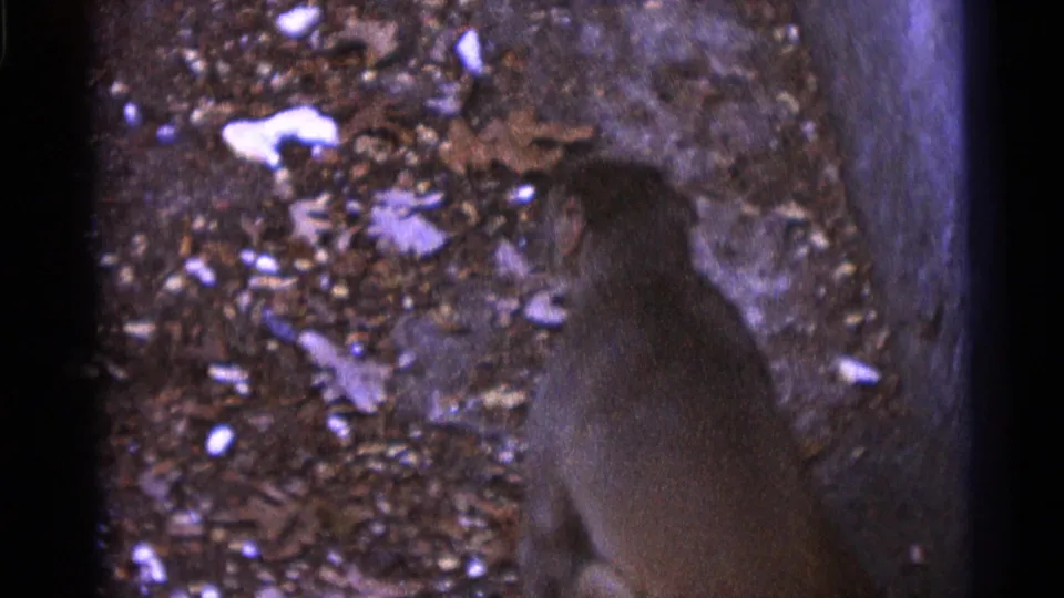 A monkey moves across leaf-strewn ground in a zoo habitat in 1961 Camden, New Jersey home-movie footage.