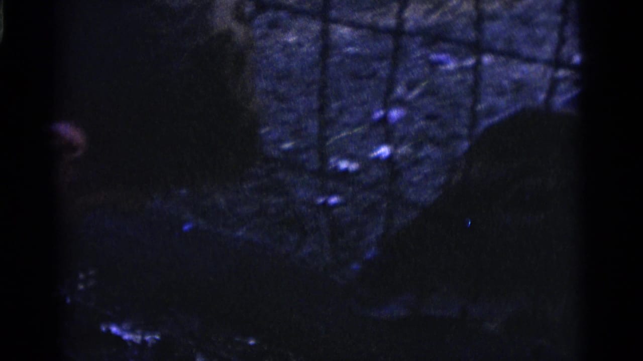 Dark deer shapes stand behind a wire fence in low blue light.