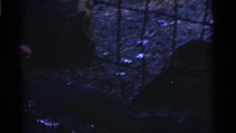 Dim 8mm frame from the Camden zoo visit shows deer forms behind a wire mesh enclosure.