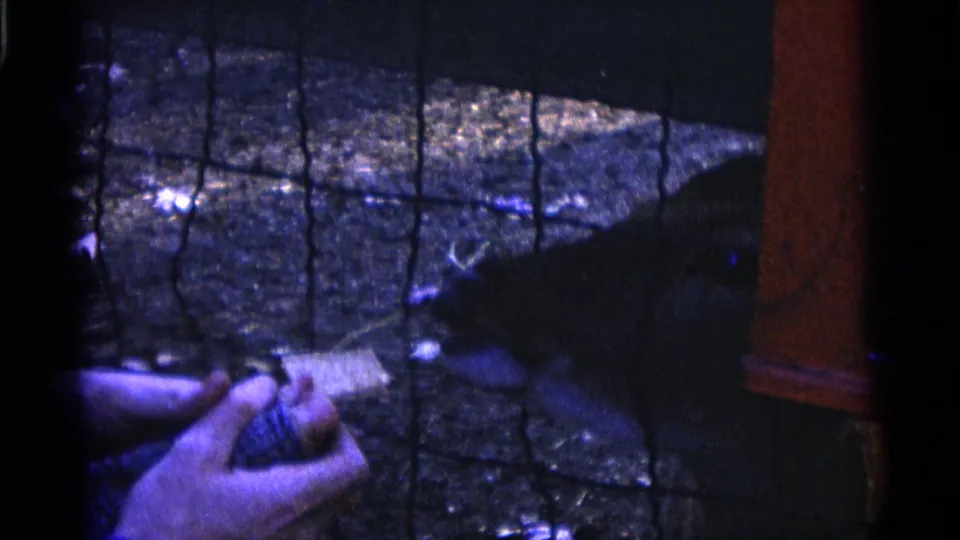 A small hand offers food through the zoo fence as a deer approaches in the 1961 Camden home movie.