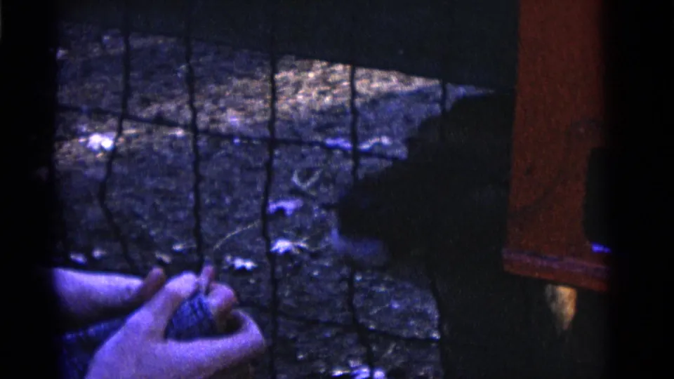 The feeding moment continues with a deer at the wire fence and a small hand extended from the visitor side.