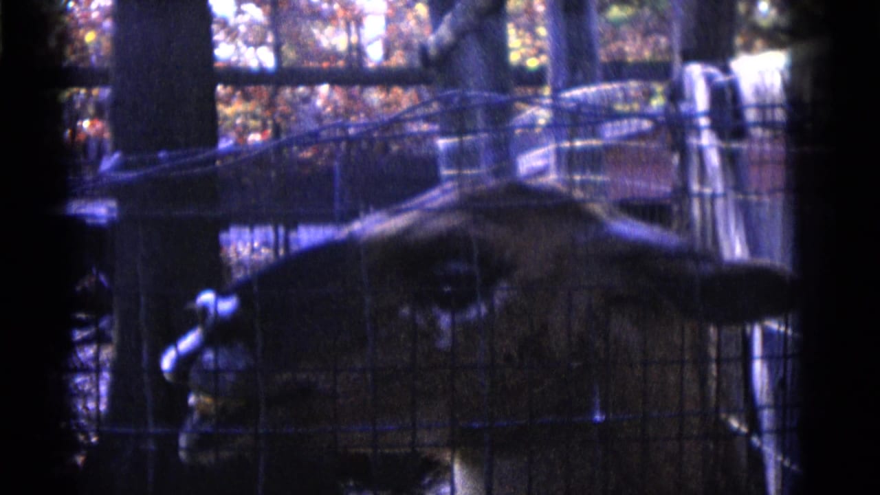 Deer-like animal seen behind wire mesh fencing in a wooded zoo enclosure.