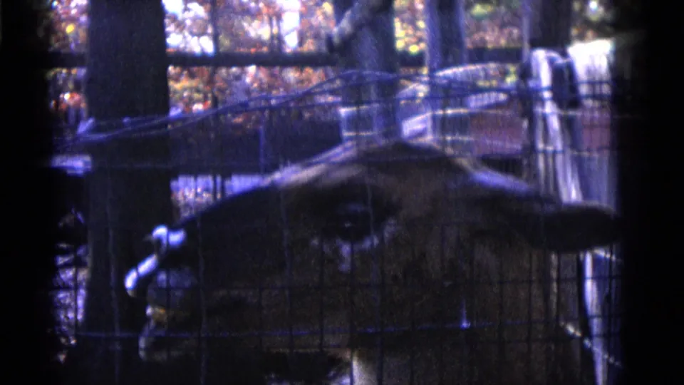 A deer-like animal stands behind wire mesh in a Camden zoo enclosure, filmed on 8mm home-movie footage in 1961.