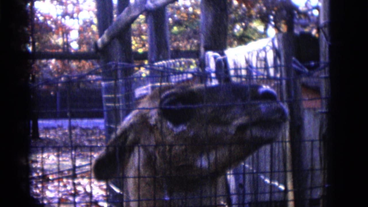 Gazelle or deer-like animal turns near wire fencing and wooden posts.