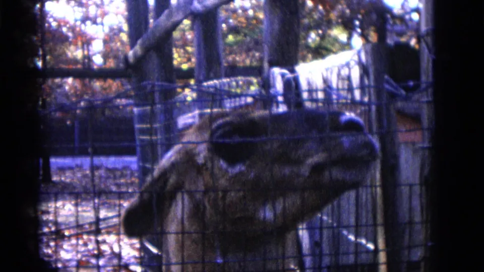 A gazelle or deer-like animal turns near the fence line in the 1961 Camden zoo enclosure, with trees and leaves behind it.