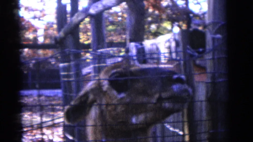 A close visitor view shows a deer-like animal behind wire mesh in the Camden zoo enclosure, with soft 8mm color and focus.
