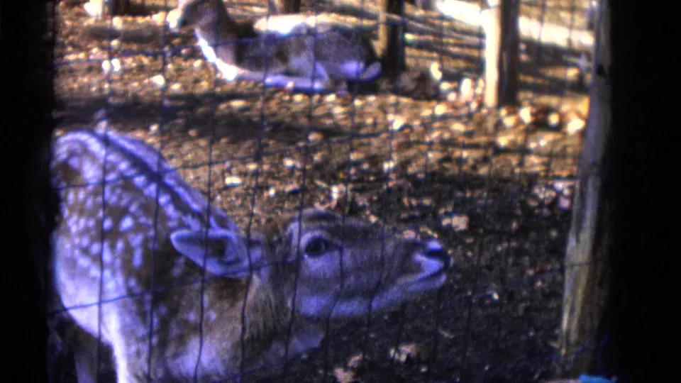 A spotted deer-like animal stands behind the enclosure fence in Camden, New Jersey, with another animal partly visible in the background.