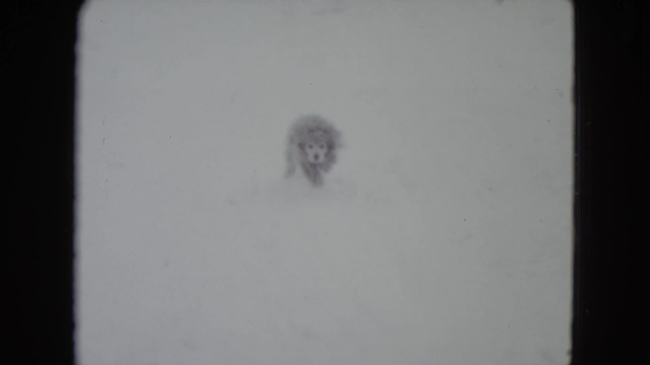 Fluffy dog partly obscured by bright snow in a winter yard.