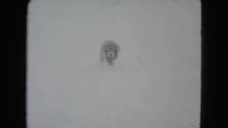 A fluffy dog appears against deep snow in the Madison winter yard, softened by overexposure and 8mm grain.