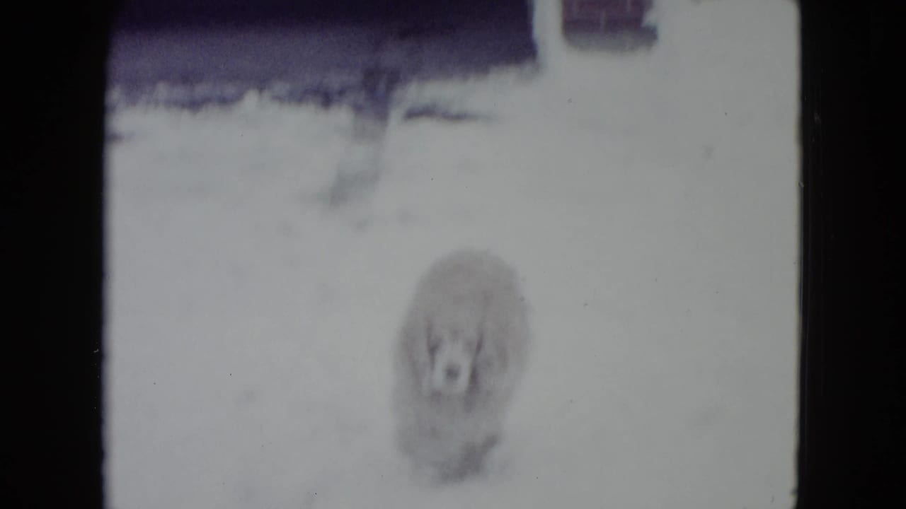 Fluffy dog facing the camera in a snowy yard with dark film borders.