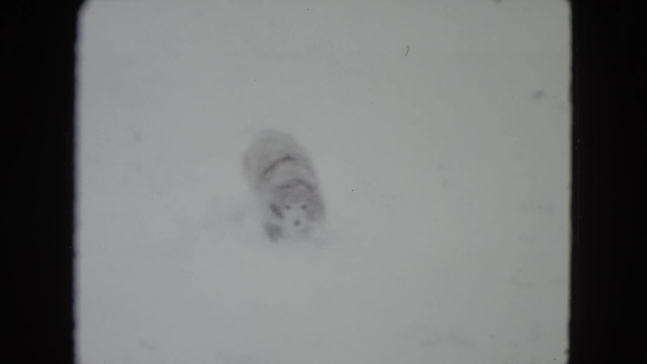 Fluffy dog partly turned in an open field of snow.