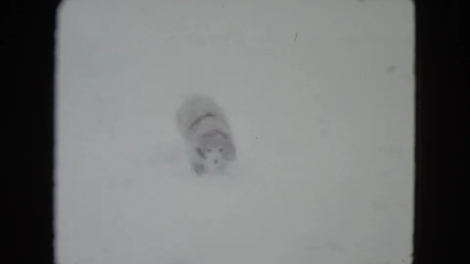 The dog appears partly turned or moving through a bright snow-covered yard in the 1960 Madison home-movie clip.