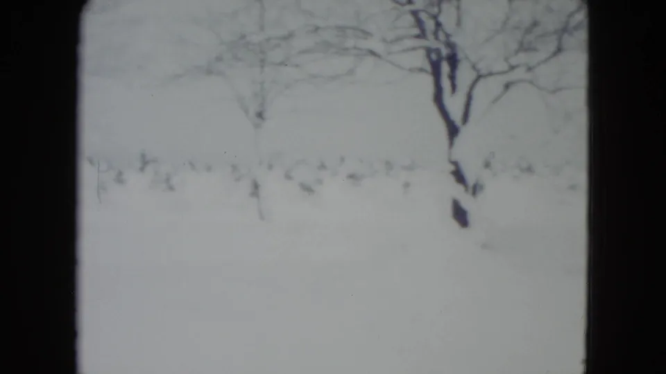 The final frame shows bare trees and a bright snow-covered Madison yard, with the dog no longer clearly visible in the contact sheet.