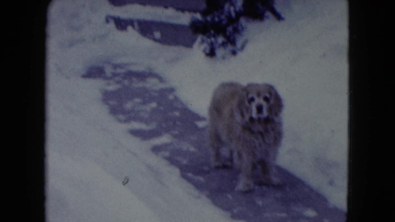 Fluffy dog standing on a cleared snowy path near a house entrance.