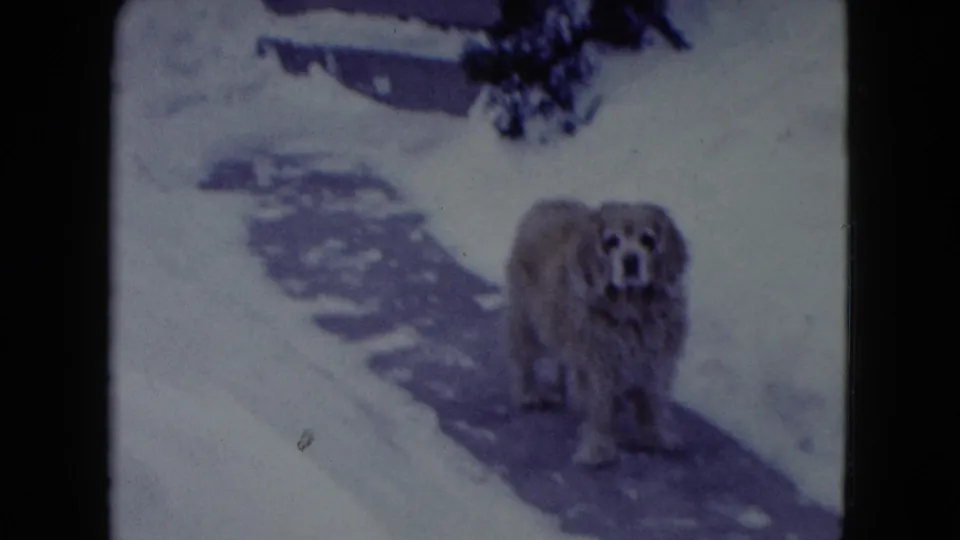 1960 Madison, Wisconsin 8mm frame of a fluffy dog standing on a cleared path between deep snowbanks near a residential entrance.