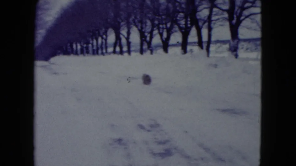 1960 Madison, Wisconsin home-movie frame with a small dog moving across deep snow near a row of bare winter trees.