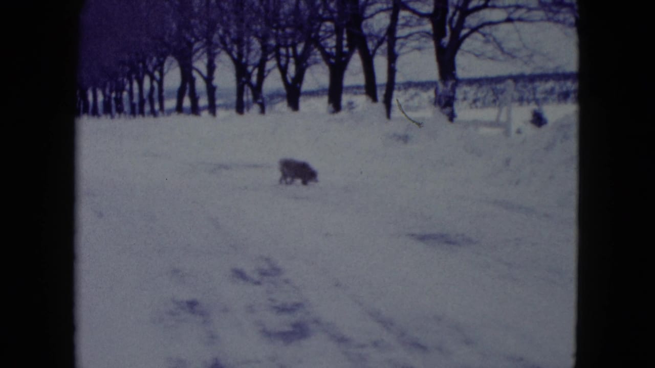 Dog moving across a snowy yard with bare trees and snowbanks behind it.