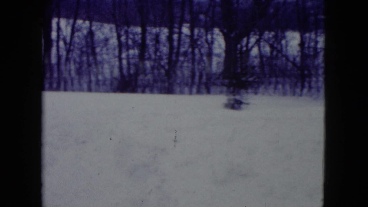Snowy field with bare trees and a small shrub near the right side.