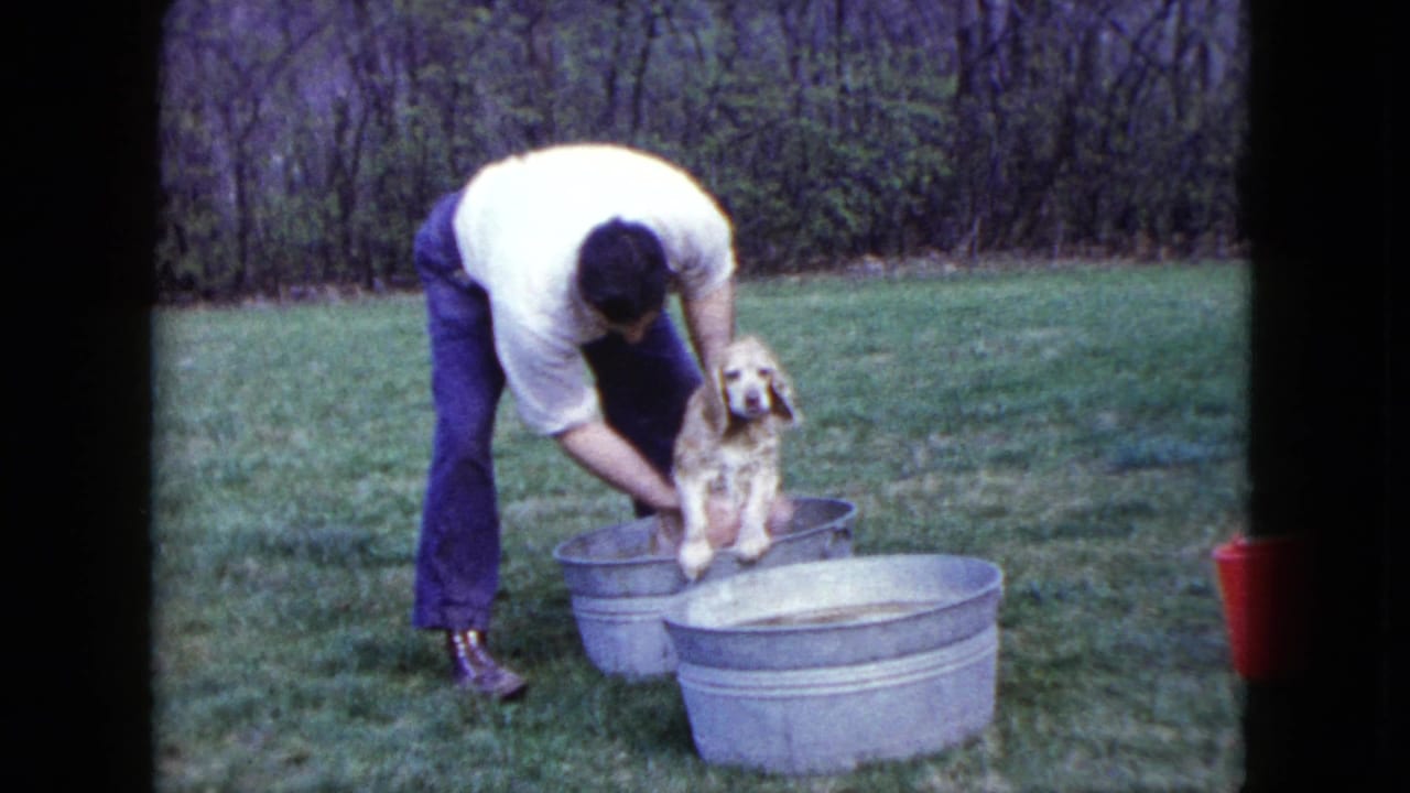 Man bends over a cream-colored dog sitting in a metal tub on a lawn.
