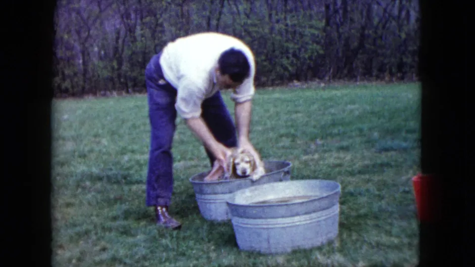 A man in a white shirt and jeans scrubs the cream-colored dog’s head while it sits in an outdoor wash tub.