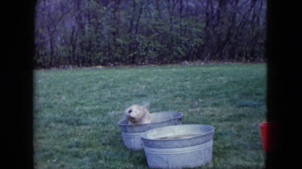 The puppy sits in the rear metal tub on the lawn while the man is out of frame, with another empty-looking tub in the foreground.