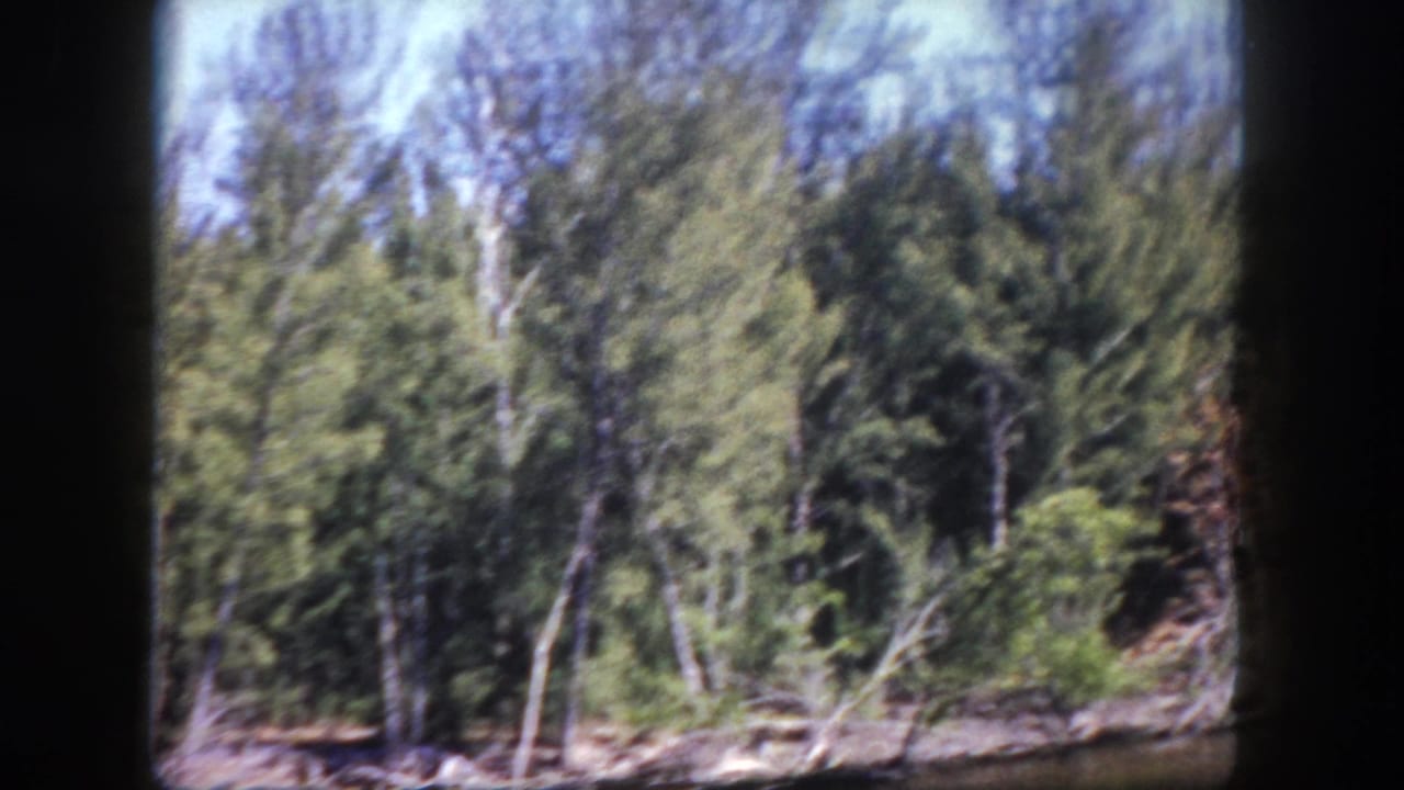 Tall pine trees and dense green forest with fallen branches in the foreground.