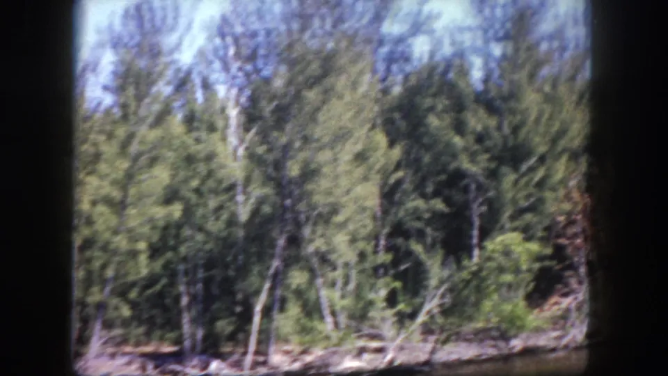 1960 Tampa 8mm frame showing a dense stand of pine trees and scattered fallen branches along a wooded edge.