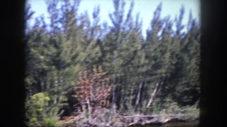 1960 Tampa 8mm frame with a thick pine stand, green vegetation, and a brown cluster of branches near the center.