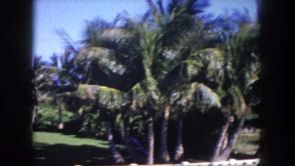 1960 Tampa home-movie frame centered on dense palms and a grassy residential landscape, with soft 8mm focus and dark frame edge.