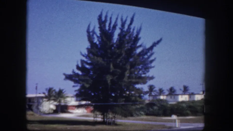 1960 Tampa-area residential view with a large tree, low coastal houses, roadside lawn, palms, and blue water behind them.