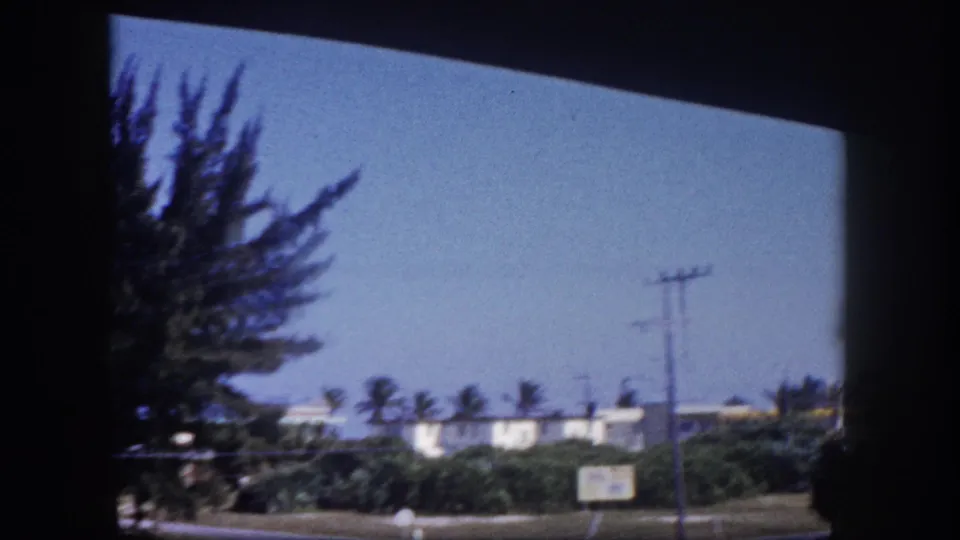 1960 Tampa-area street view with utility poles, palms, clipped lawn, distant water, and the edge of a large tree in frame.