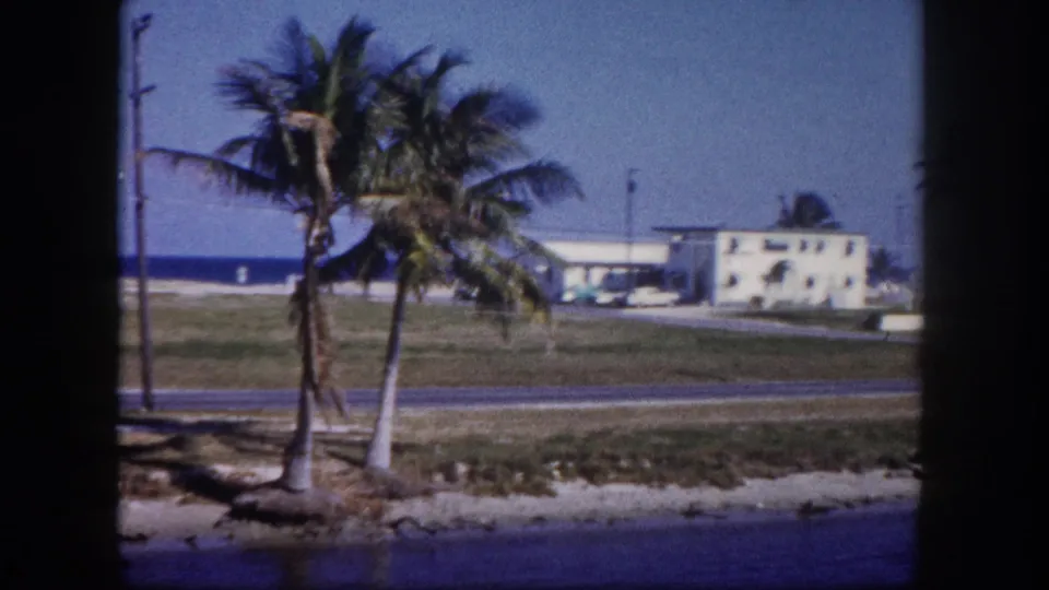 1960 Tampa-area coastal roadside view with two palms, a low light-colored building, open grass, road, and blue water behind.