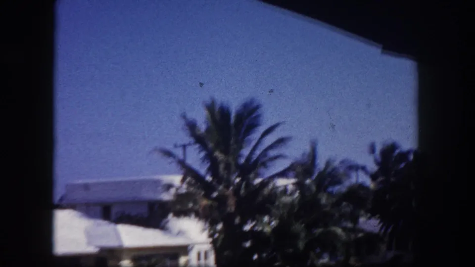 1960 Tampa waterfront view with a large palm, pale residential buildings, blue sky, and dark vertical frame borders.