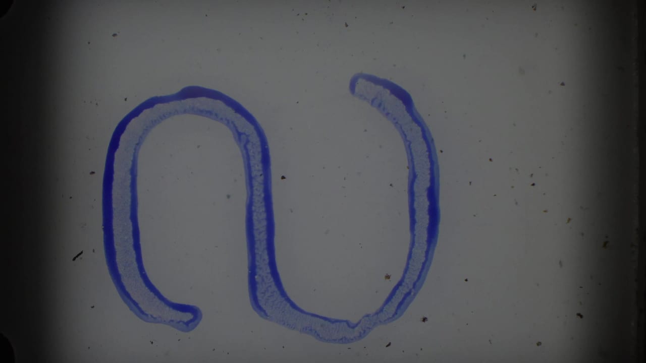 Film leader or marked frame with blue loop-like writing on a pale background.
