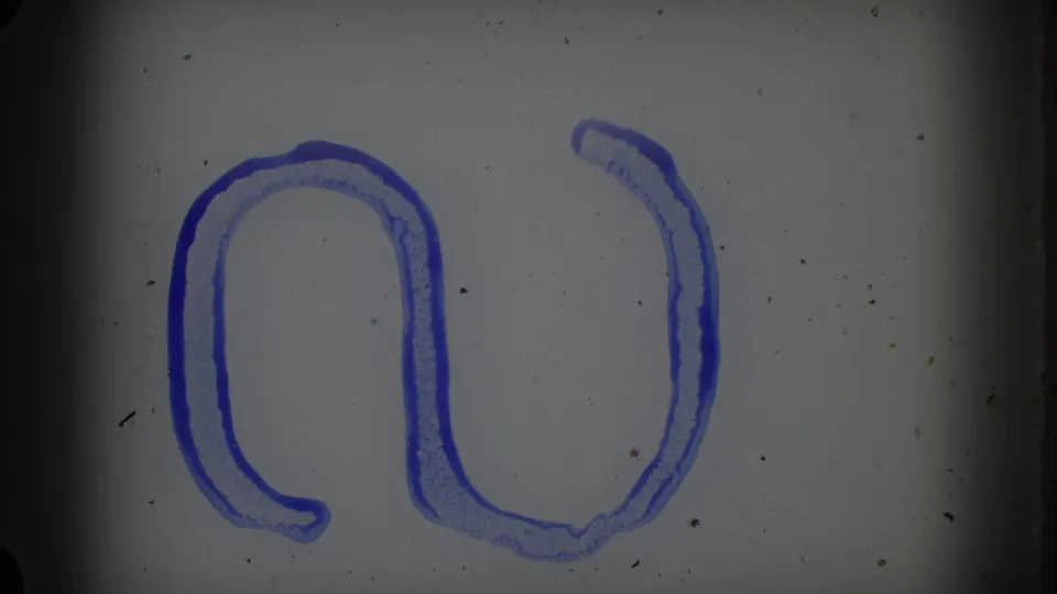 A pale 8mm frame with blue hand-drawn loop marks and visible dust or specks, preceding the yard construction scene.