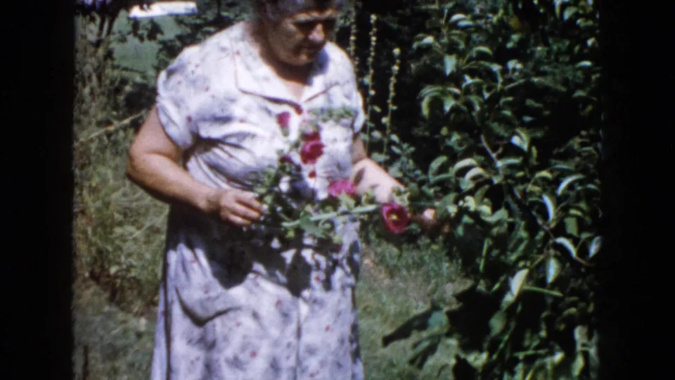 The woman looks down at the gathered red hollyhocks while standing beside tall leafy plants in the garden.