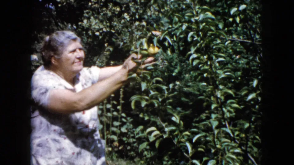 An older woman in a pale floral dress reaches into a leafy fruit tree, with roses and garden grass partly visible.