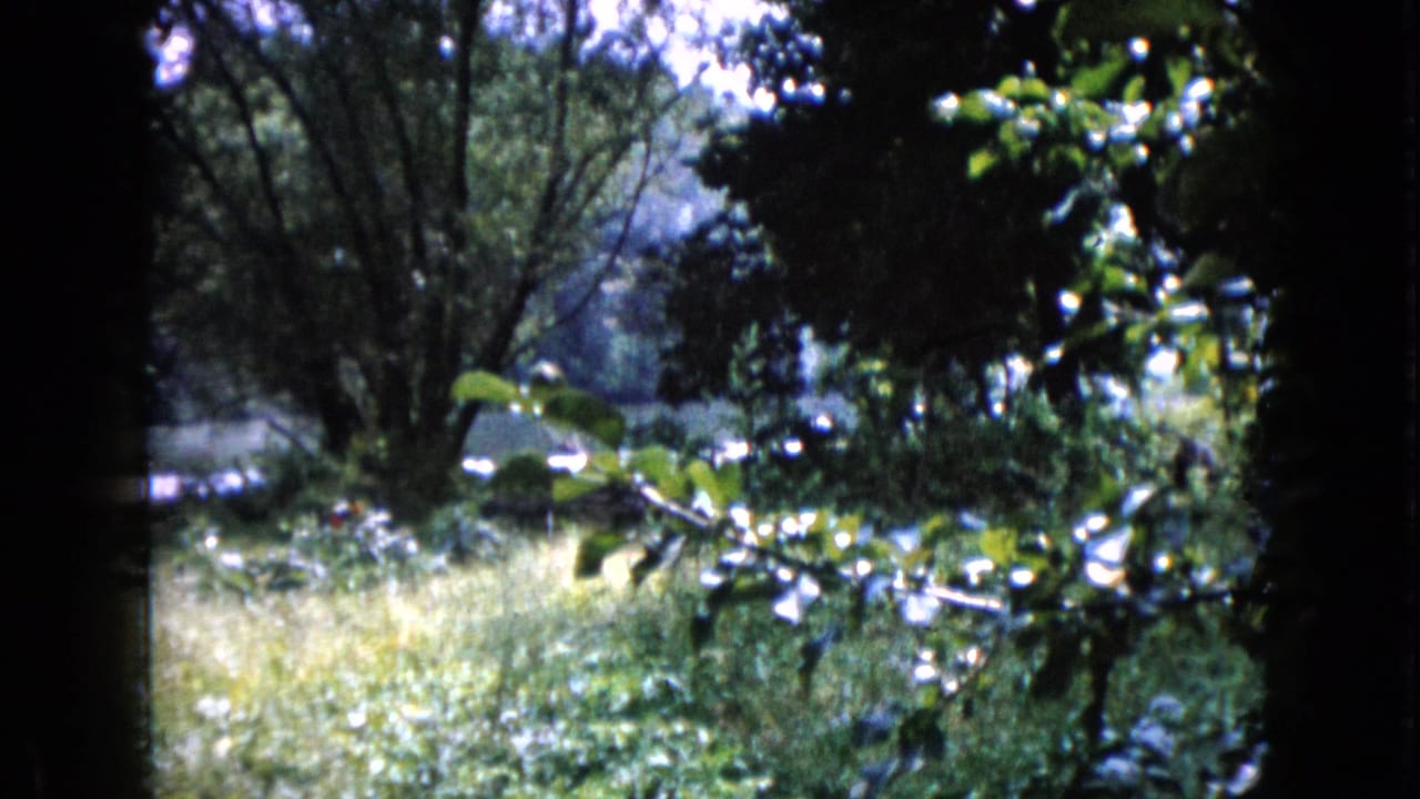 Leafy trees and bright grass seen through dark 8mm frame borders.