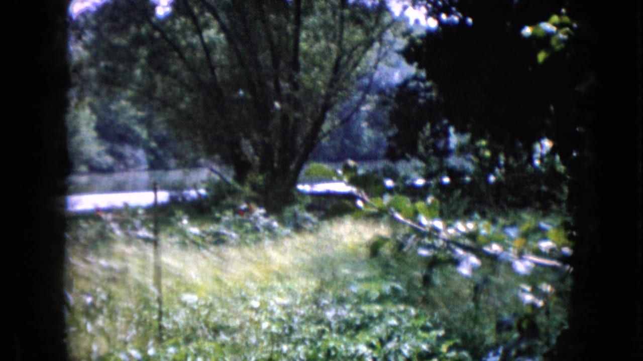 1960 Wauconda home-movie view of a leafy yard with grass, trees, and a possible pond edge in soft 8mm color.