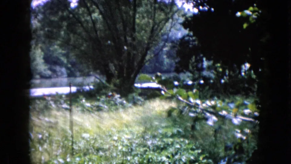 1960 Wauconda home-movie view of a leafy yard with grass, trees, and a possible pond edge in soft 8mm color.