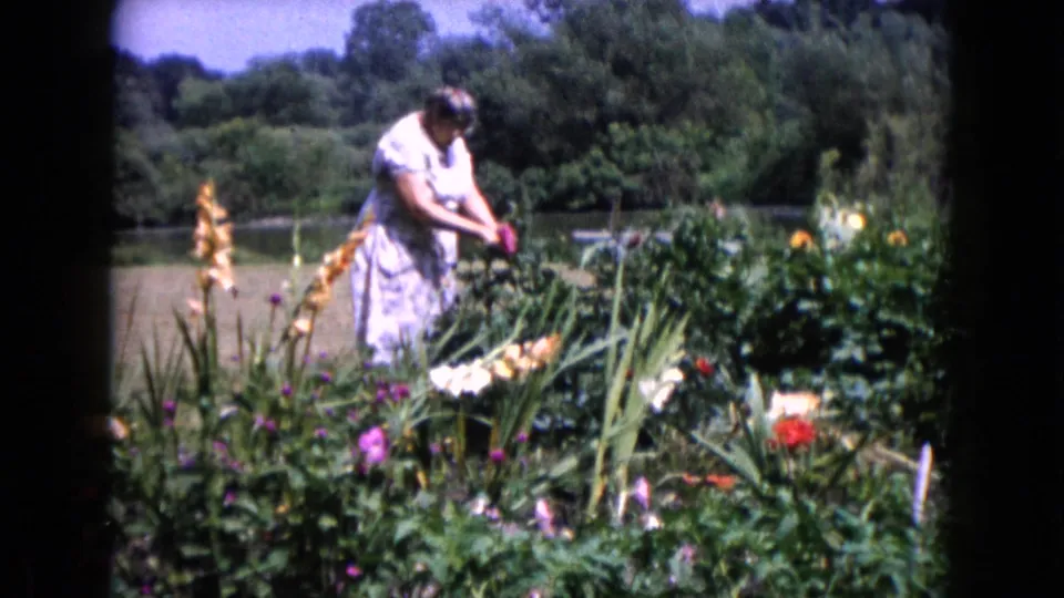 In a 1960 Wauconda garden, an adult woman works among tall blooms near a pond or lake edge.