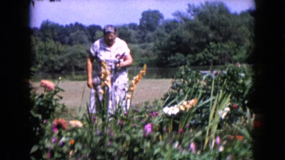 In 1960 Wauconda home-movie footage, a woman tends flowers near a lawn and tree line.