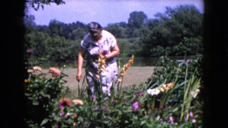 A woman bends to tend or pick flowers in a sunny Wauconda garden, captured on 8mm film in 1960.