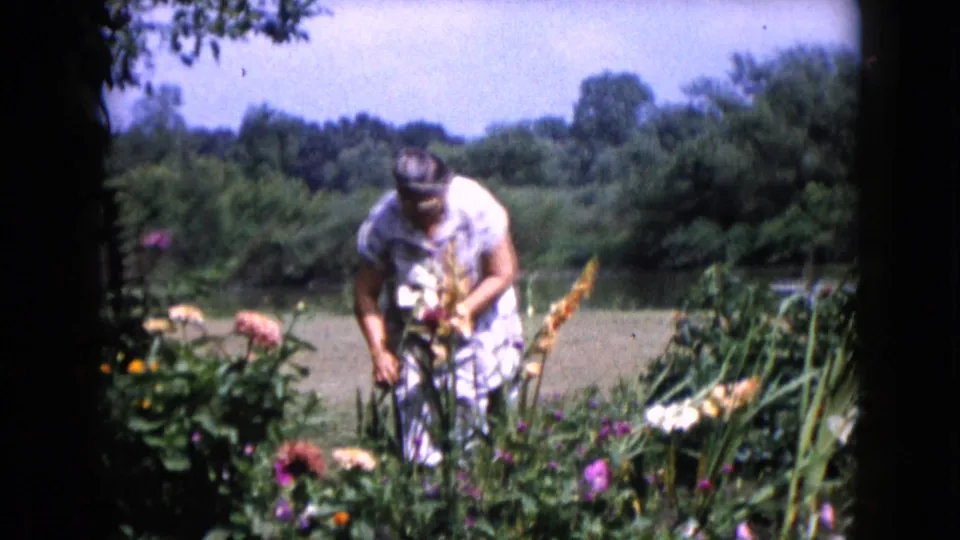The woman bends close to flowering plants in a Wauconda, Illinois garden scene from 1960 8mm footage.